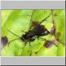 Anoplius nigerrimus - Wegwespe w04b 11mm OS-Hasbergen-Lehmhuegel-det.jpg